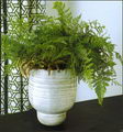 Davalija,داوالیا کانارنسیس,Rabbit's Foot Fern
